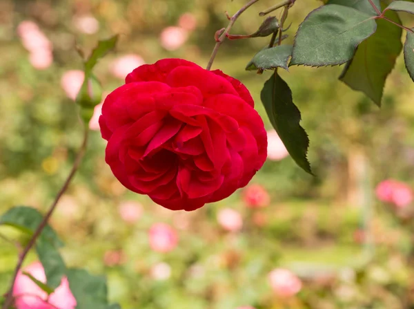 Piękna czerwona róża w ogrodzie — Zdjęcie stockowe