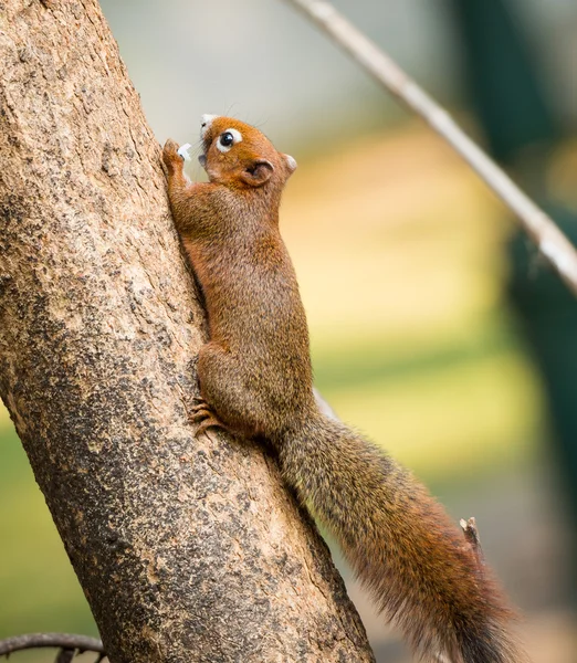 Eichhörnchen oder kleiner Gong, kleine Säugetiere am Baum — Stockfoto