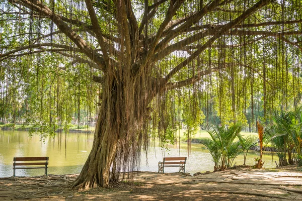 Albero di Banyan — Foto Stock