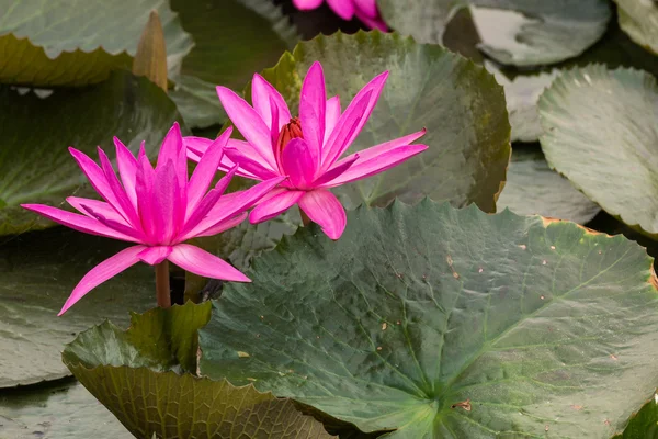 Růžová barva čerstvý Lotosový květ květ — Stock fotografie