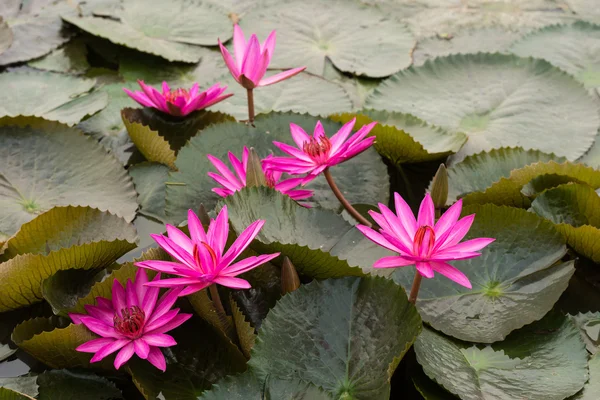 Color rosa flor de loto fresco flor — Foto de Stock