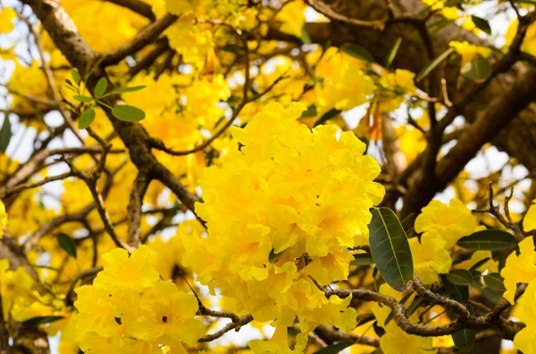 Árbol trompeta de plata — Foto de Stock