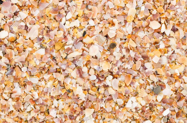 Powłoki tła na piaszczystej plaży — Zdjęcie stockowe