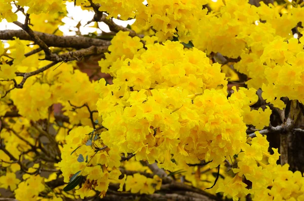 Árbol trompeta de plata — Foto de Stock