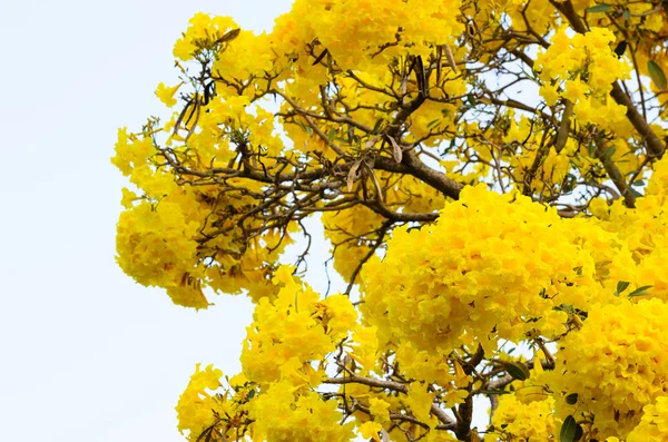 Árbol trompeta de plata — Foto de Stock