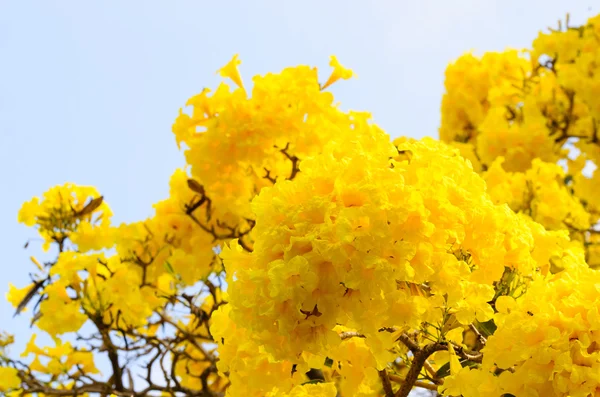 Árbol trompeta de plata — Foto de Stock