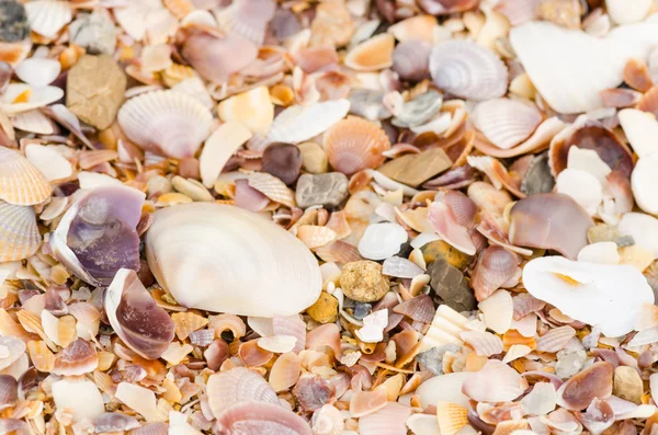 Sfondo shell su una spiaggia di sabbia — Foto Stock