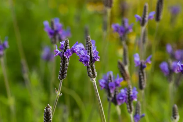 Lavender Flowers — Stock Photo, Image