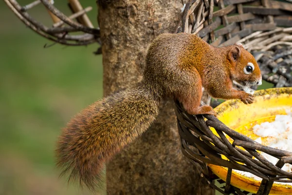Eichhörnchen oder kleiner Gong, kleine Säugetiere am Baum — Stockfoto