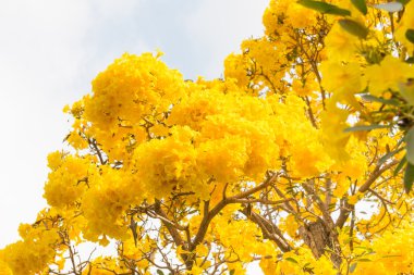 Gümüş trompet ağaç