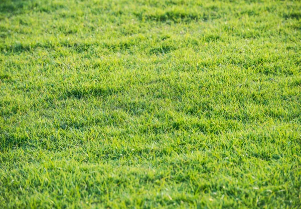 Grünes Rasenmuster vom Golfplatz bei Sonnenuntergang — Stockfoto