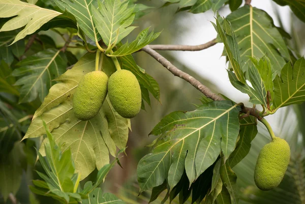 Broodvrucht op een boom — Stockfoto