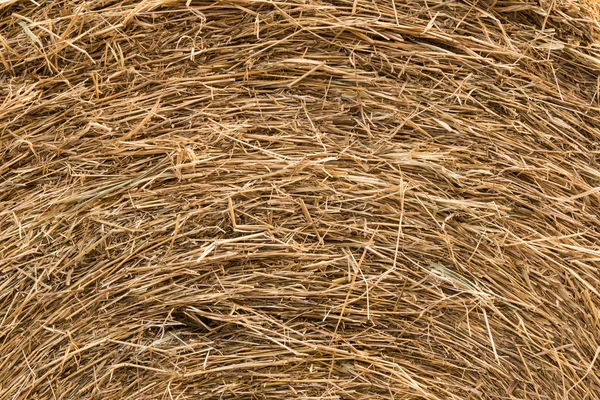 Background and texture of dry straw — Stock Photo, Image