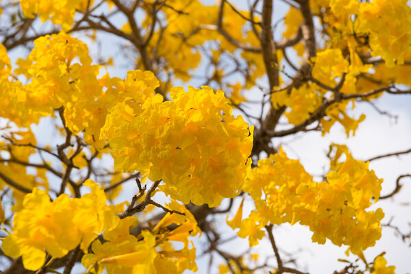 Серебряная труба
