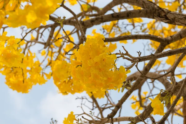 Trombeta de prata árvore — Fotografia de Stock