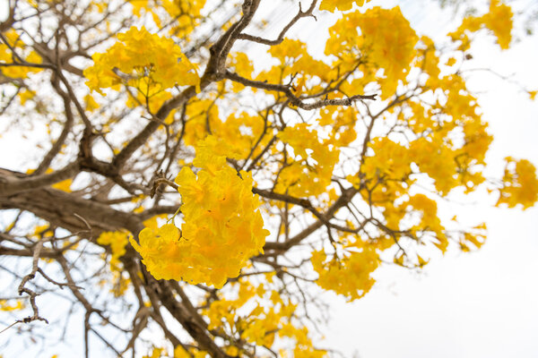 Серебряная труба
