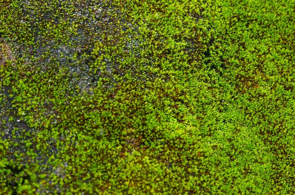 Closeup Stone overgrown with moss — Stock Photo, Image