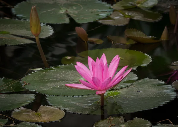 Pink lotus blossom — Stock Photo, Image