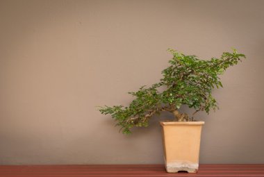bonsai ağacı duvar zemin üzerine tencerede