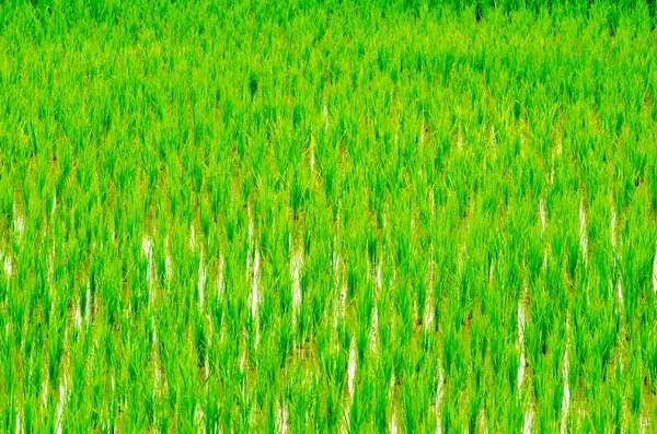 Розсада молодих рису — стокове фото