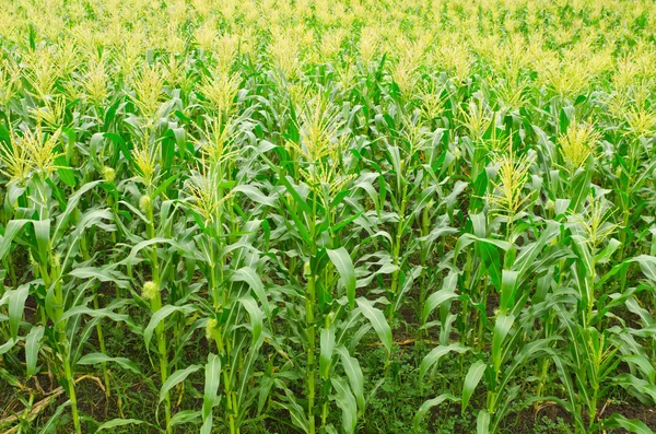 Campos de milho — Fotografia de Stock