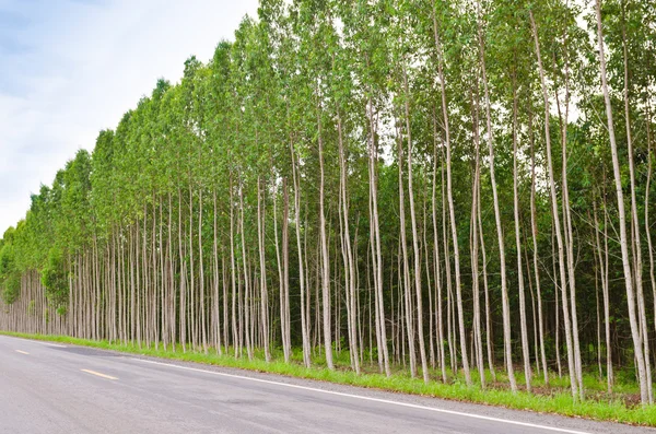 Eucalyptusbos in thailand — Stockfoto