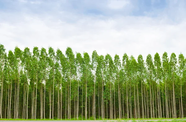 Eucalyptus skov i Thailand - Stock-foto