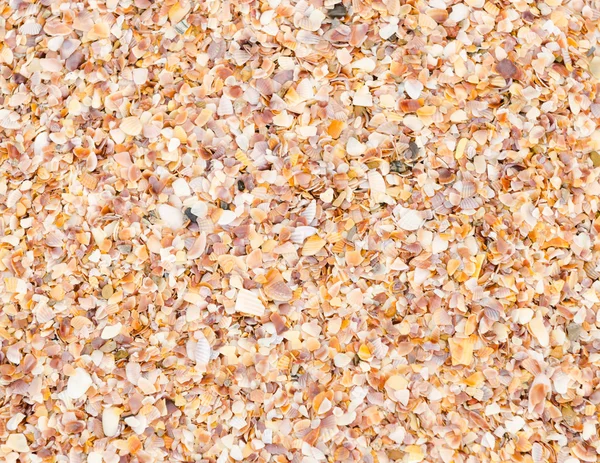 Shell background on a sand beach — Stock Photo, Image