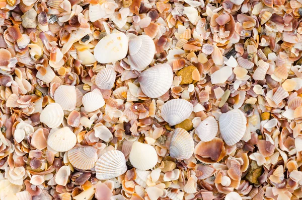 Shell background on a sand beach — Stock Photo, Image