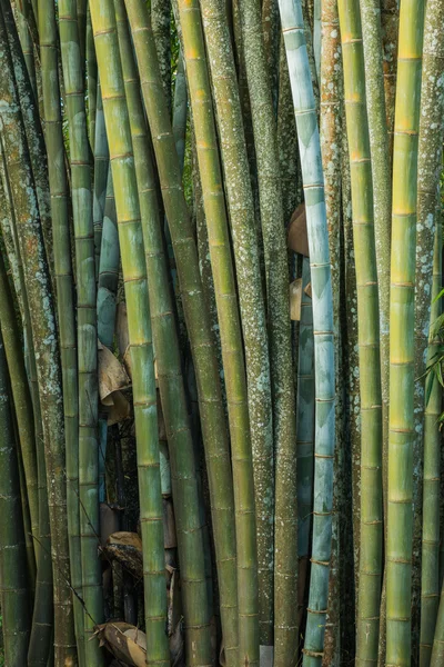 Big fresh bamboo grove in forest — Stock Photo, Image