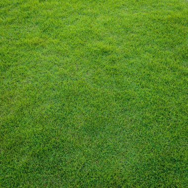  golf sahasında günbatımı tim yeşil çim desen