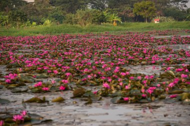 pembe renkli taze çiçek nilüferim