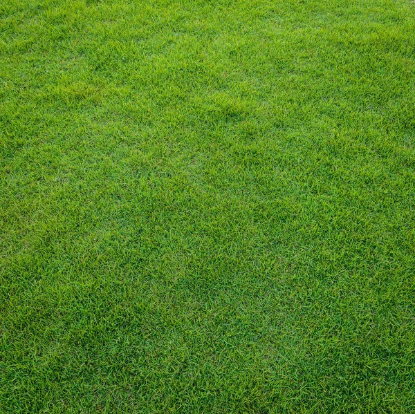 Pola Rumput Hijau Dari Lapangan Golf Di Sunset Tim — Stok Foto