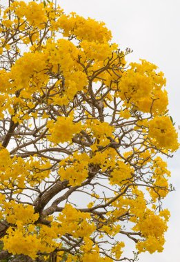 Gümüş trompet ağaç