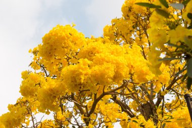 Gümüş trompet ağaç