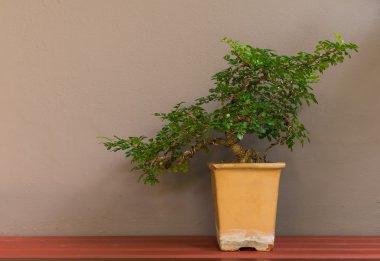 bonsai ağacı duvar zemin üzerine tencerede