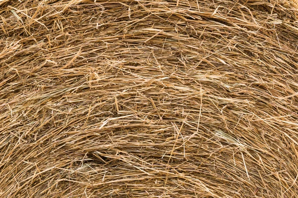 Background and texture of dry straw — Stock Photo, Image