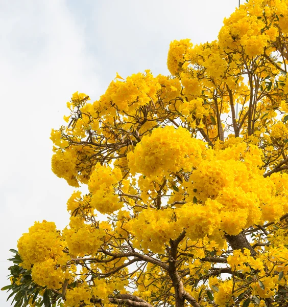 Árbol trompeta de plata — Foto de Stock