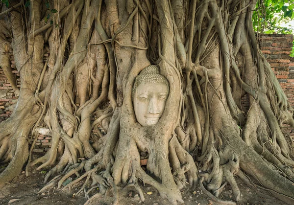 Stone head of Buddha nestled in the embrace of bodhi tree's root — Stock Photo, Image