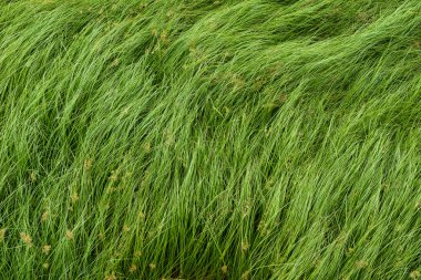 Somun çim, mor nutsedge, Nutsedge, Cocograss