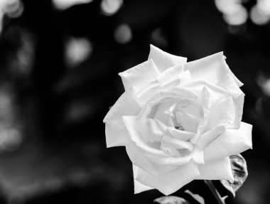 bir bahçe içinde güzel ışık Sarı Gül