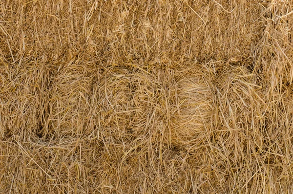 Background and texture of dry straw — Stock Photo, Image