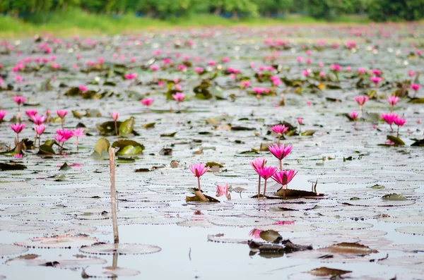 Flor de lótus rosa — Fotografia de Stock