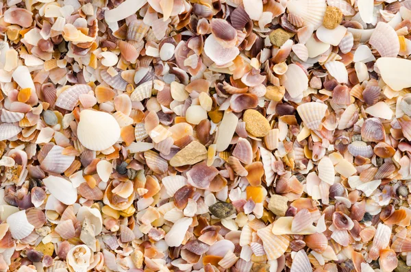 Shell background on a sand beach — Stock Photo, Image