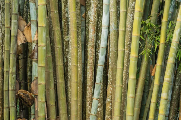 Big fresh bamboo grove in forest — Stock Photo, Image