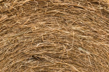 arka plan ve doku kuru saman