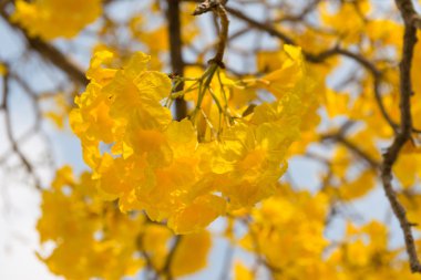 Gümüş trompet ağaç