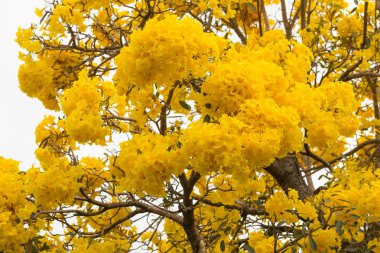 Gümüş trompet ağaç