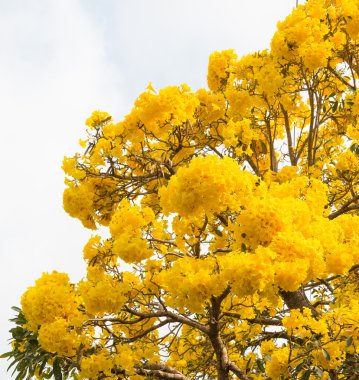 Gümüş trompet ağaç