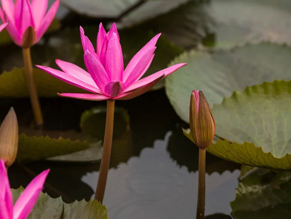 ピンク色の新鮮な蓮の花の花 — ストック写真